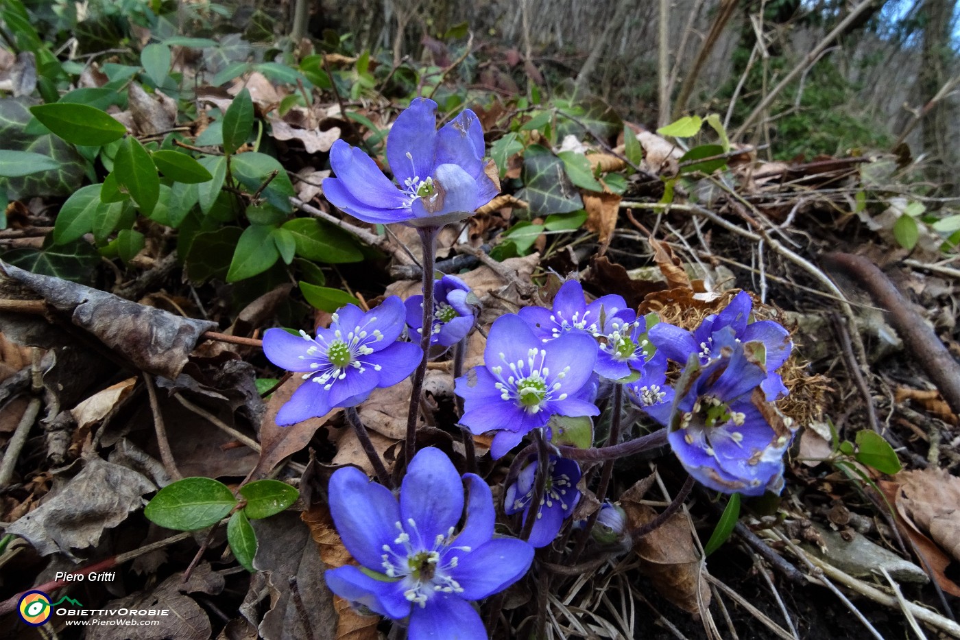 15 Hepatica nobilis violacea.JPG